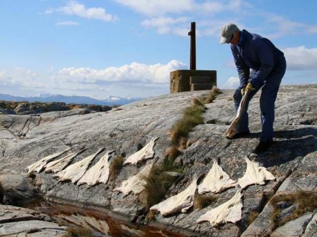 Klipfisk til tørk på berg